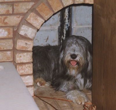Betsy in the wood storage space next to the fireplace - it makes a good place to escape from the other beardies
